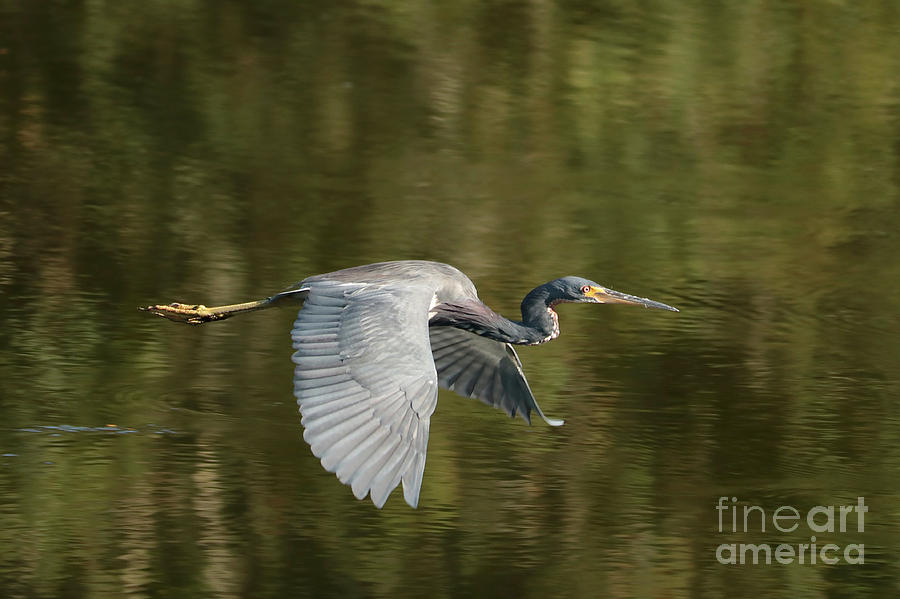 Tricolored Heron over Green Pond Photograph by Carol Groenen