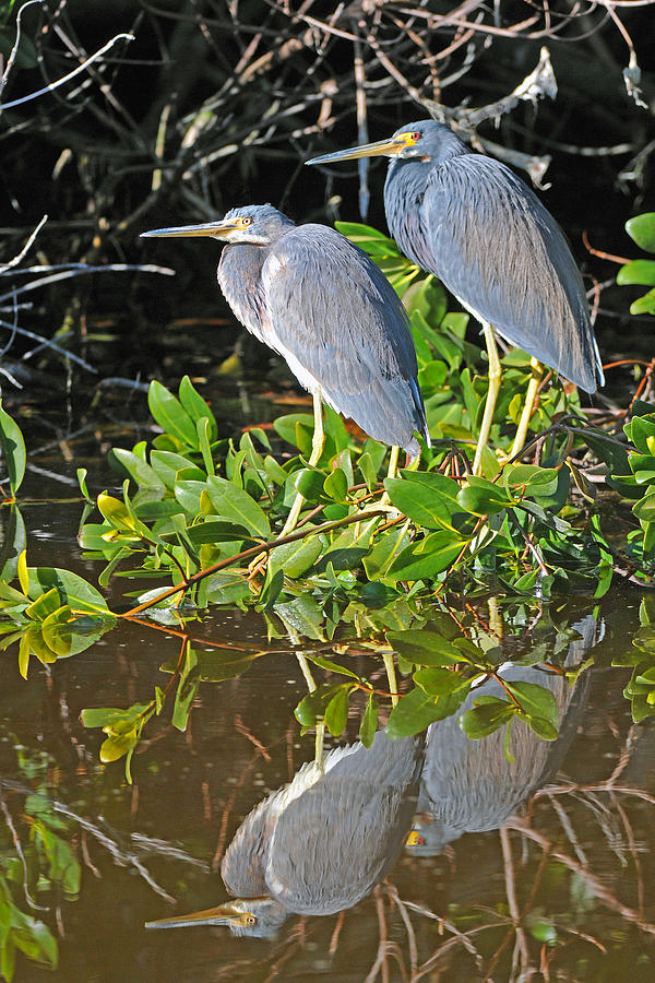 Tricolored Heron Pair Photograph by Alan Lenk