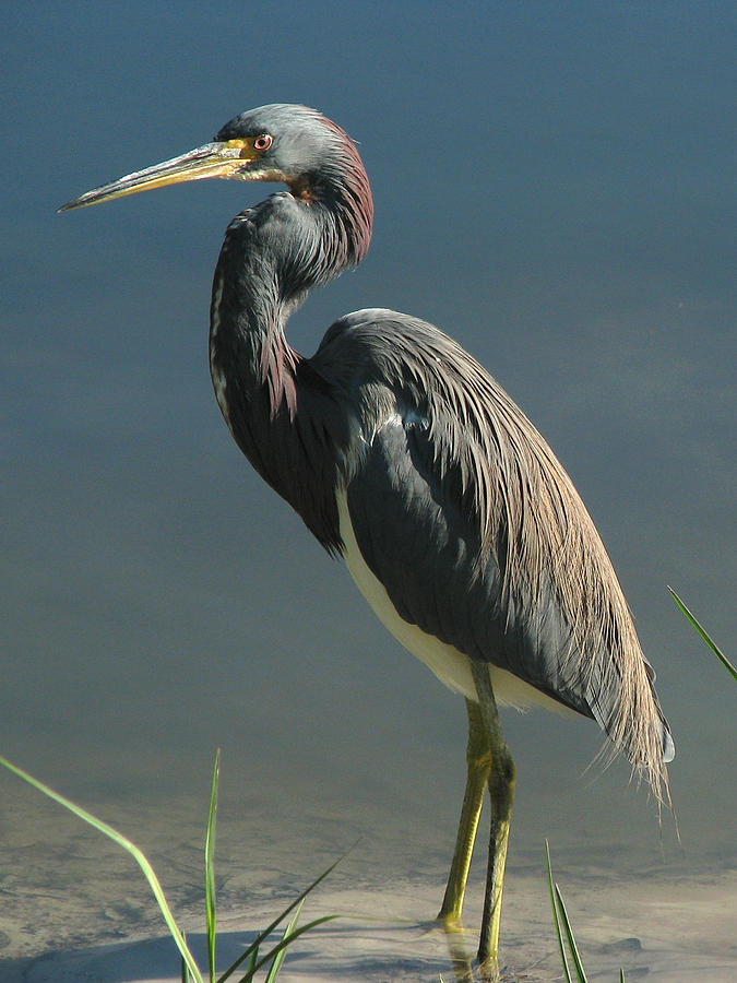Tricolored Heron Photograph by Peggy Urban