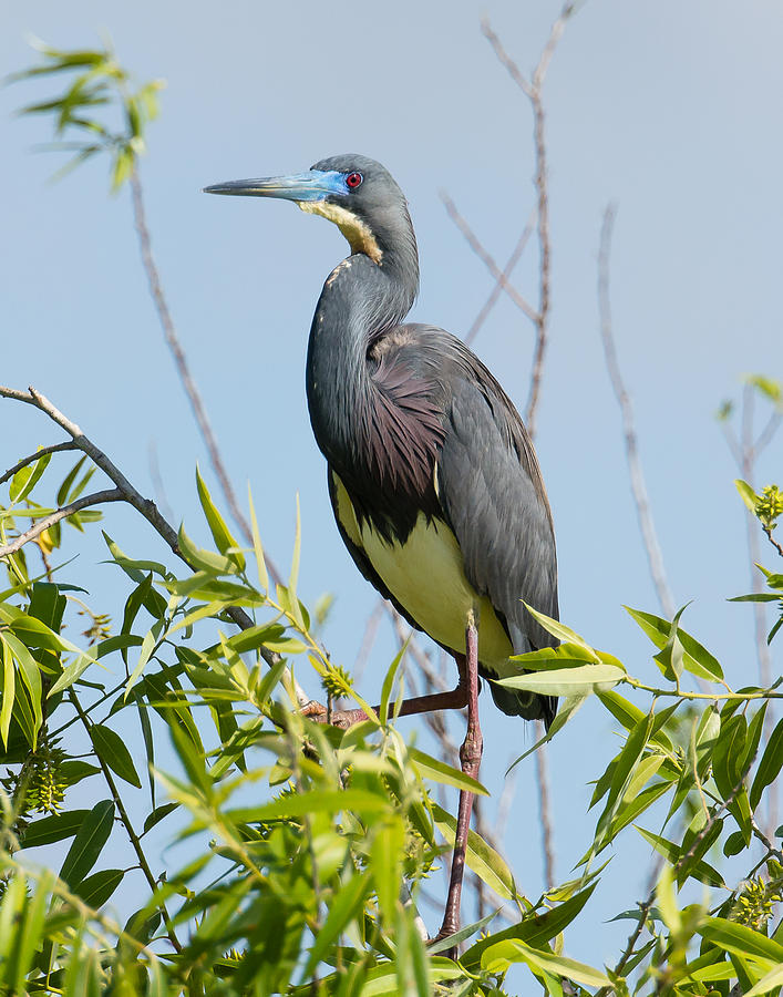 Tricolored Heron Portrait Photograph by Mark Little - Fine Art America