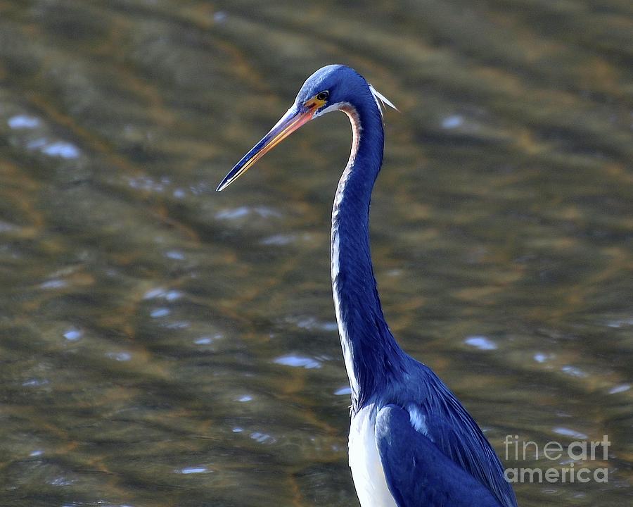 Heron Photograph - Tricolored Heron Pose by Al Powell Photography USA