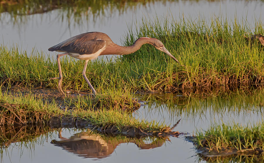 Tricolored heron reflection Photograph by Charles Aitken