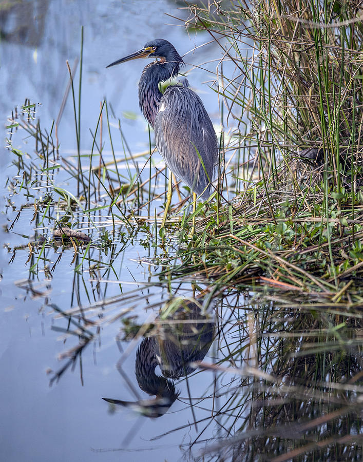 Tricolored Heron Reflection Photograph by William Bitman