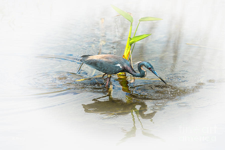 Tricolored Heron  Photograph by Rene Triay FineArt Photos