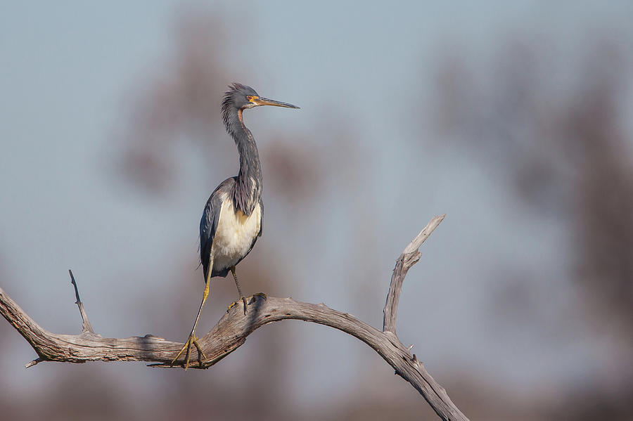 Tricolored Heron Photograph by Ronnie Maum
