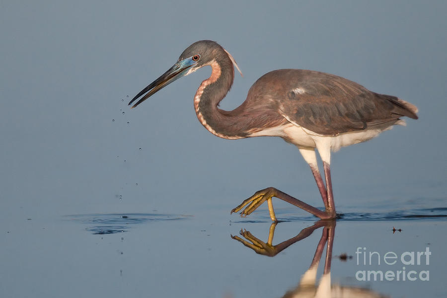 Tricolored Heron Stepping Photograph by Jerry Fornarotto