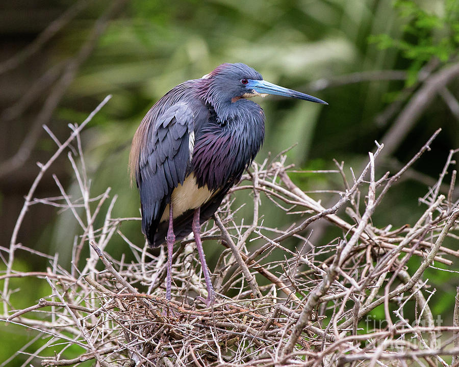 Wildlife Photograph - Tricolored Heron by Ursula Lawrence