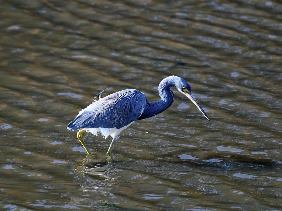 Tricolored Heron Photograph - Tricolored Heron Wading by Al Powell Photography USA
