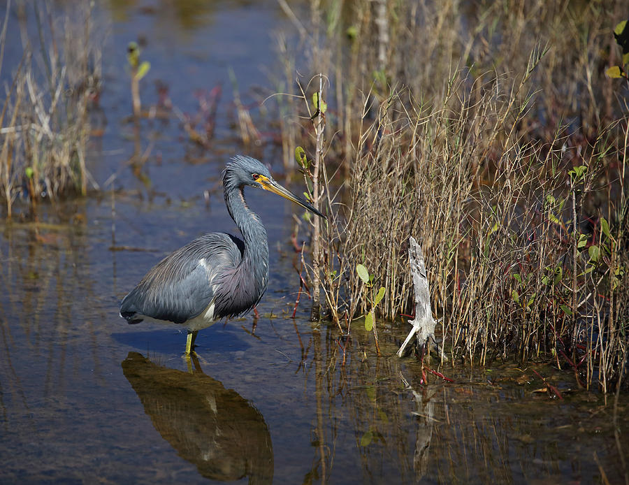 Tricolored Heron wading Photograph by Jean Clark