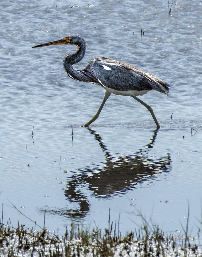 Tricolored Heron Walking Photograph by William Bitman