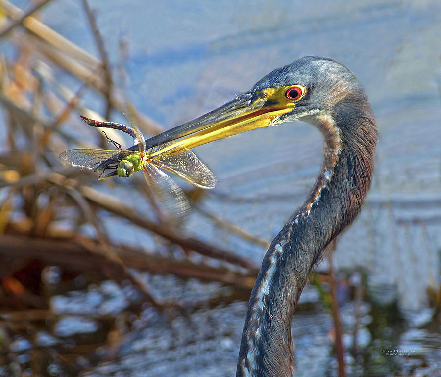 Tricolored Heron with Dragonfly Photograph by Judi Dressler