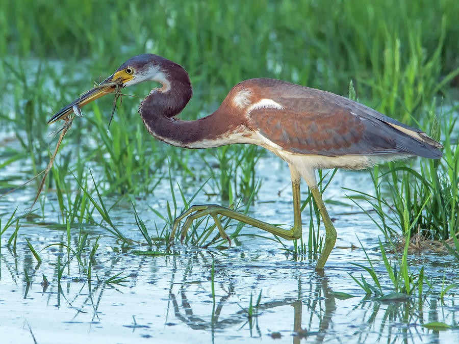 Tricolored Heron with Fish Photograph by Tam Ryan