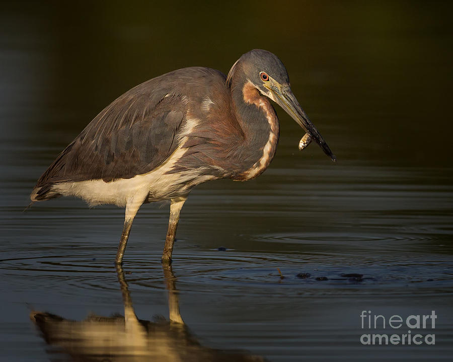 Tricolored Heron with Small Fish Photograph by Jerry Fornarotto