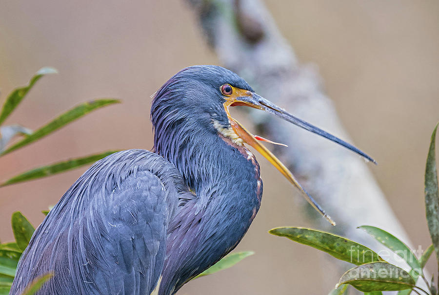 Tricolored Heron Yawning UP CLOSE Photograph by DB Hayes