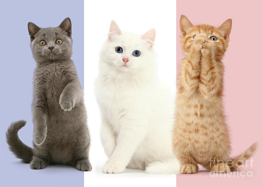 Tricolour French flag cats Photograph by Warren Photographic