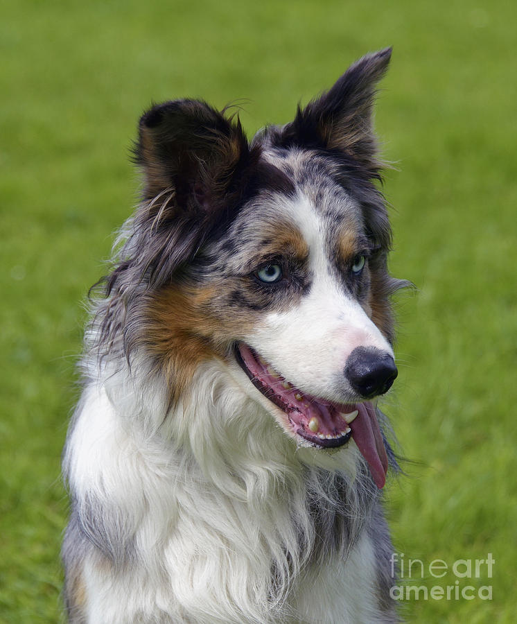 Tricoloured Blue Merle Border Collie dog. Photograph by