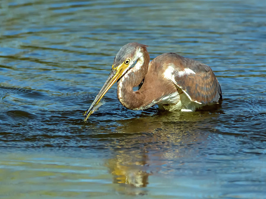 Tricoored Heron Photograph by Tam Ryan