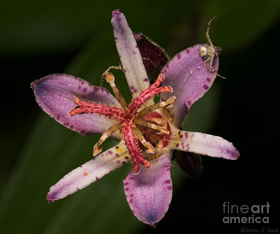 Spider Photograph - Tricyrtis Amethystina - Hide and Seek by Warren Sarle