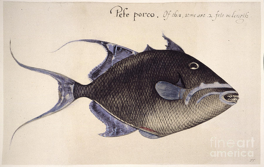 Trigger-fish, 1585 Photograph by Granger