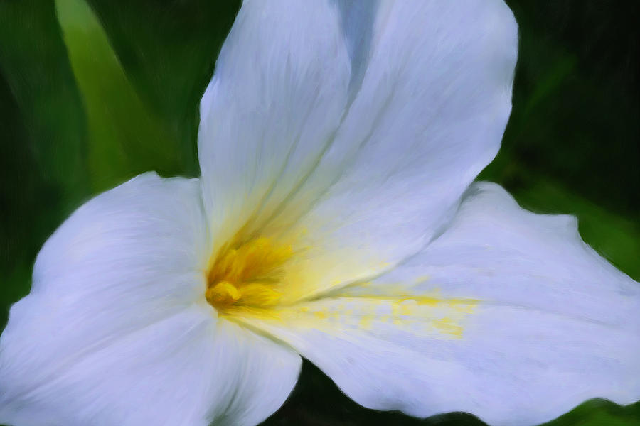 Trillium Photograph - Trillium 0157 by Peter Skiba Trillium Photograph - Trillium 0157 by Peter Skiba
