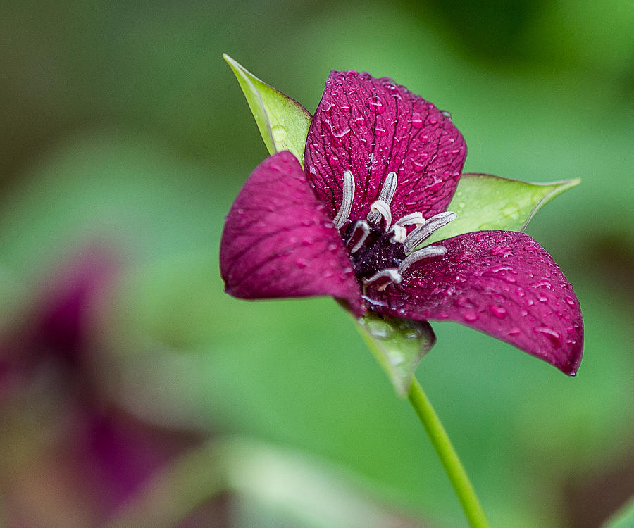 Trillium After Spring Shower Photograph by Tim Kirchoff