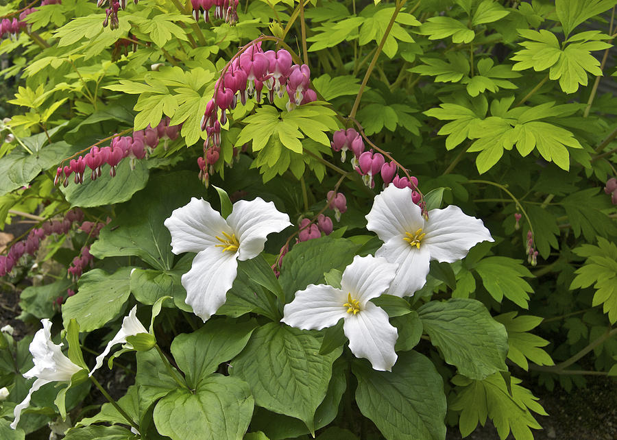 Flower Photograph - Trillium And Bleeding Hearts1079 by Michael Peychich