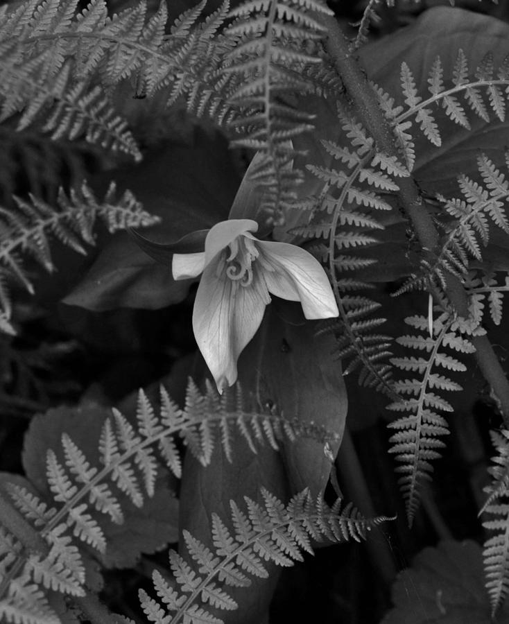 Trillium and Ferns BW Photograph by Charles Lucas