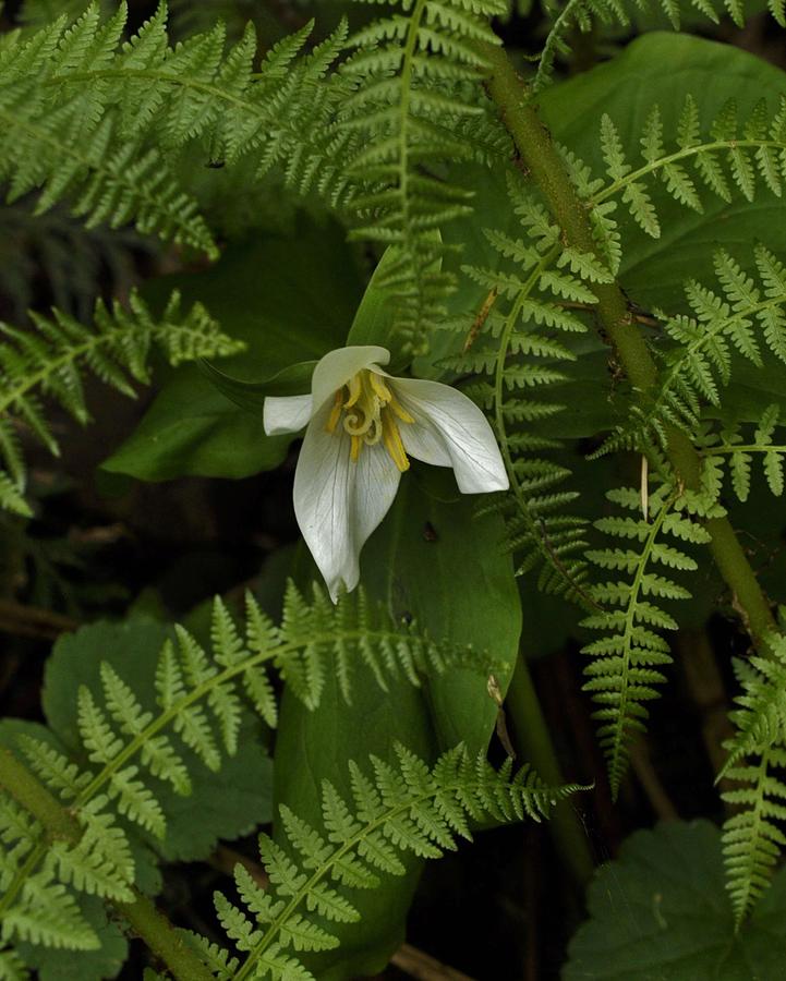 Trillium and Ferns Photograph by Charles Lucas