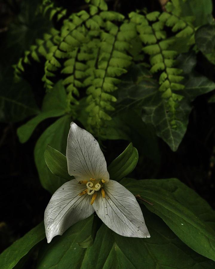 Trillium and Maiden Hair Fern Photograph by Charles Lucas