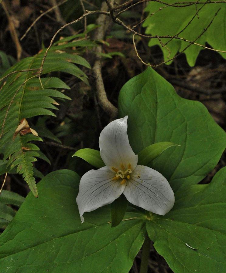 Trillium and Twigs Photograph by Charles Lucas