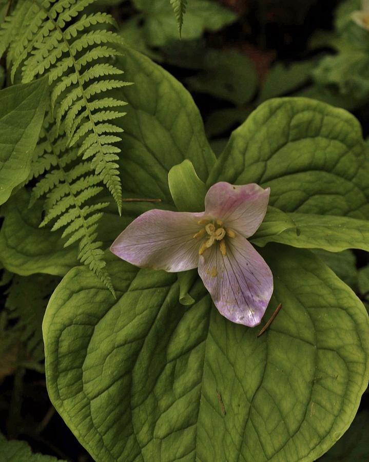 Trillium at Rest Photograph by Charles Lucas