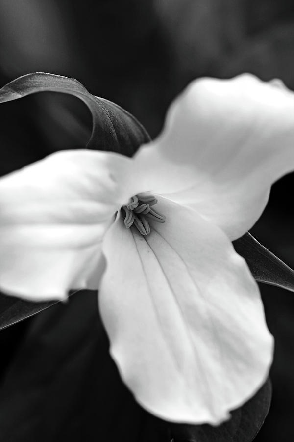 Trillium Black And White Photograph by Debbie Oppermann