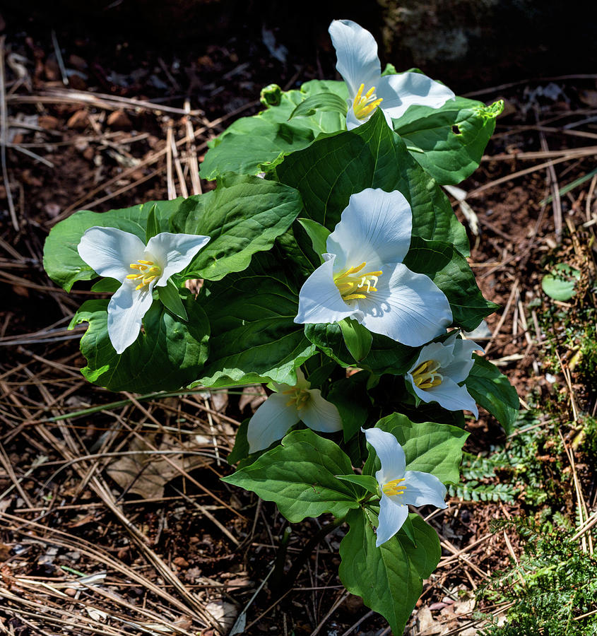 Trillium Bouquet in the Woods  Photograph by Kathleen Bishop