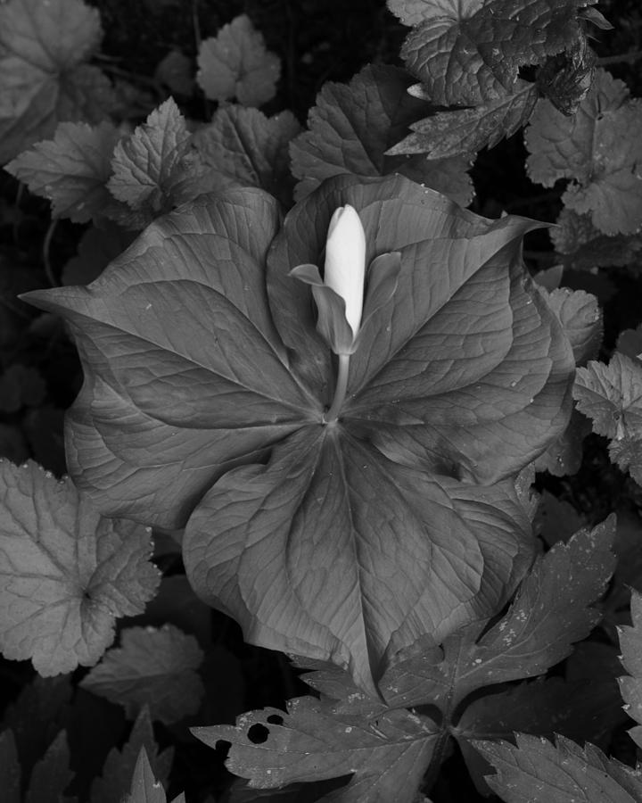 Trillium Bud BW Photograph by Charles Lucas