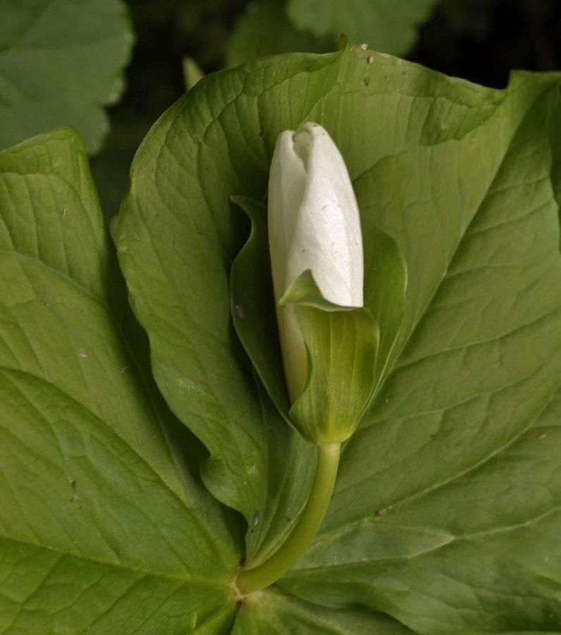 Trillium Bud Photograph by Charles Lucas