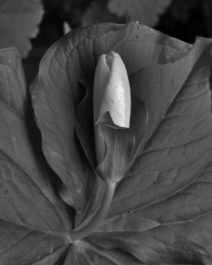 Trillium Bud Closeup  Photograph by Charles Lucas