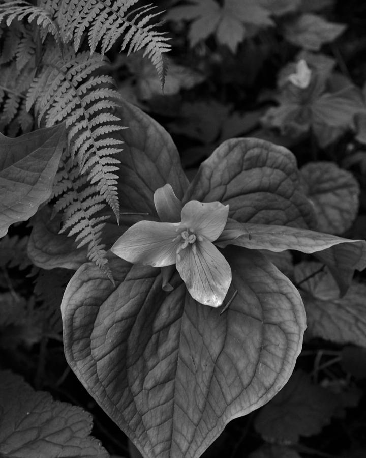 Trillium Early Spring BW Photograph by Charles Lucas