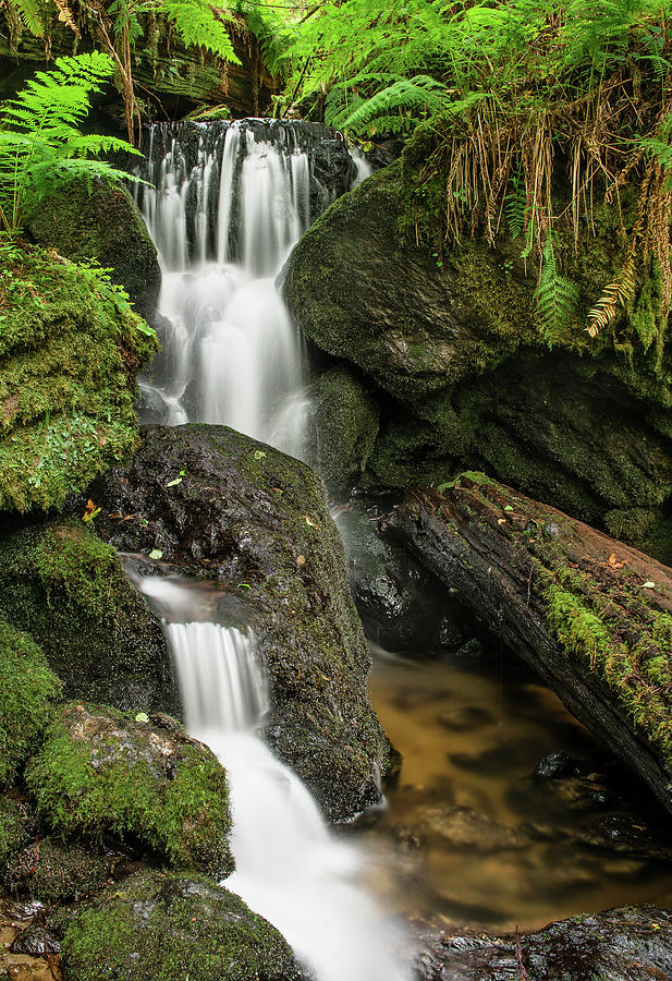 Trillium Falls Duo Photograph by Greg Nyquist