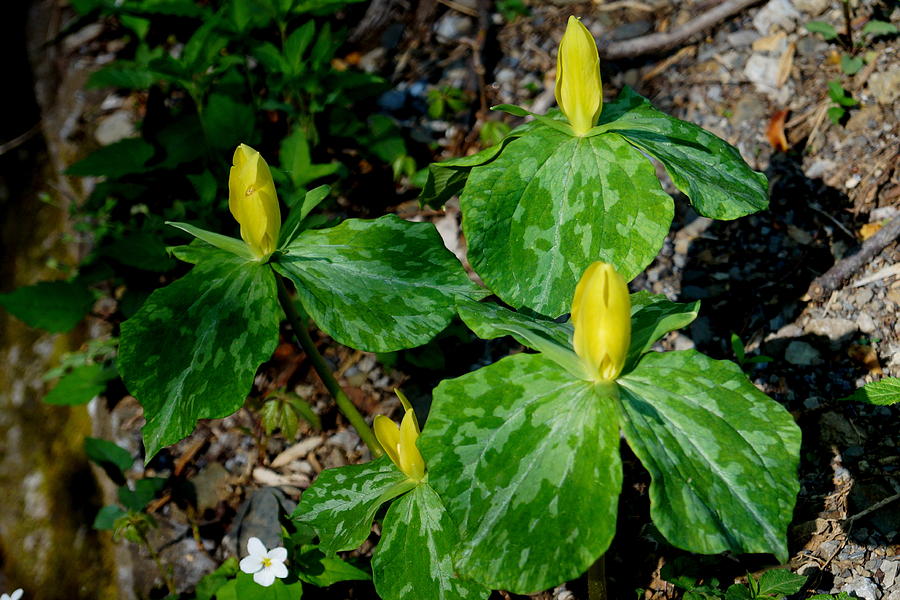 Trillium Flowers Photograph by Beth Collins