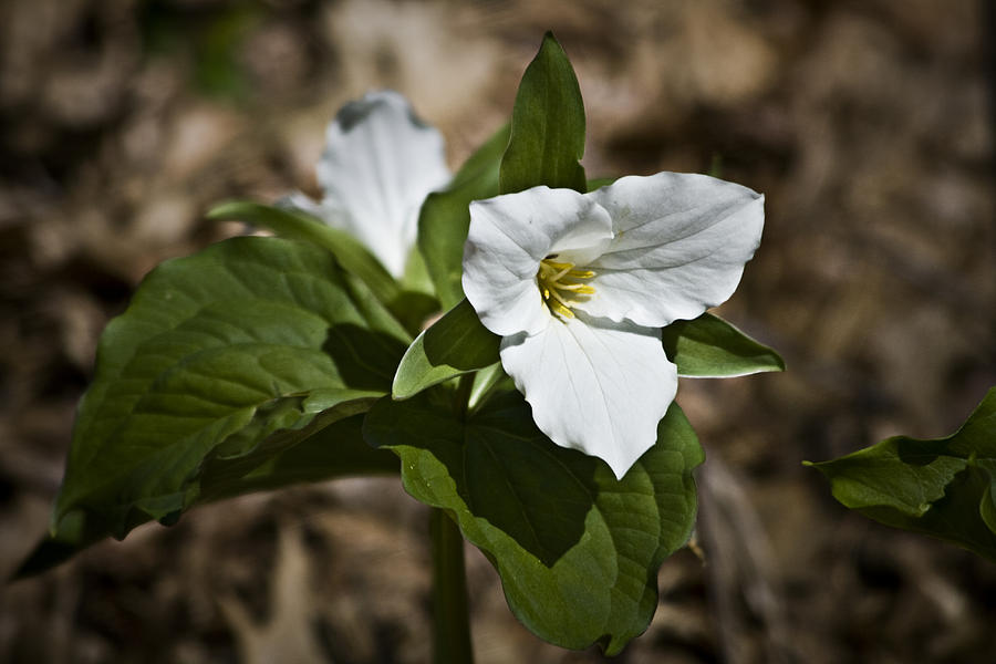 Trillium grandiflorum Photograph by Teresa Mucha - Fine Art America