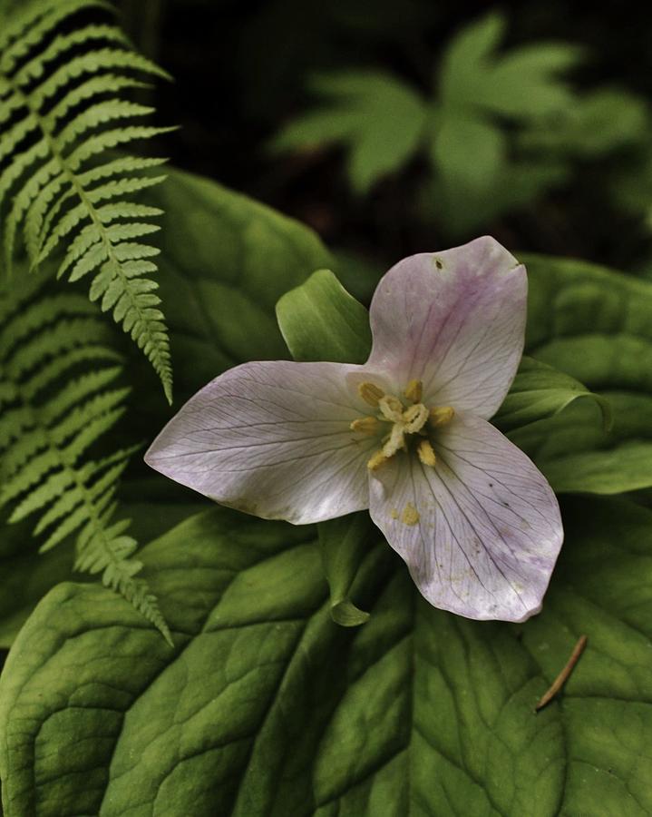 Trillium in Pink Photograph by Charles Lucas