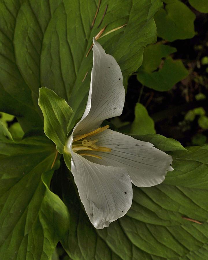 Trillium in Profile Photograph by Charles Lucas