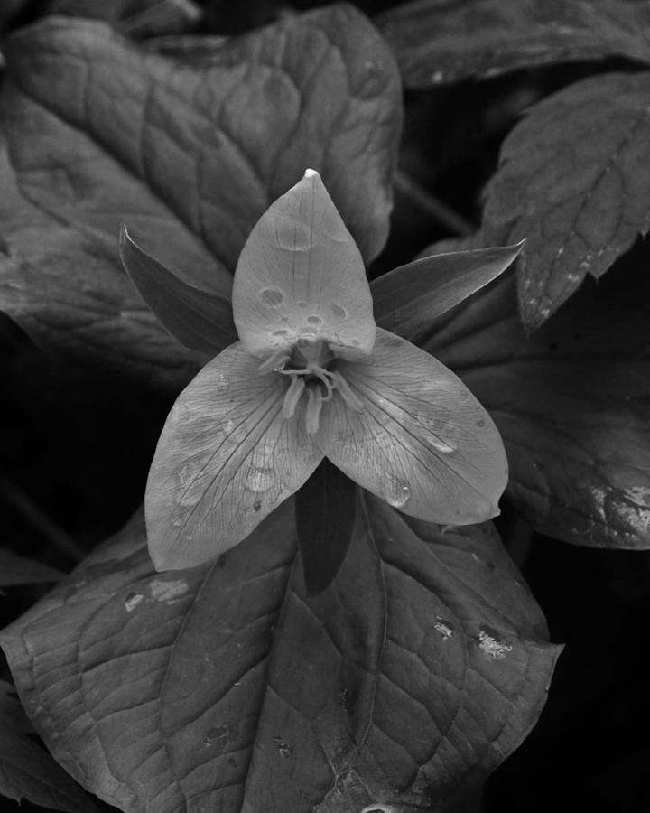 Trillium in Rainfall Photograph by Charles Lucas