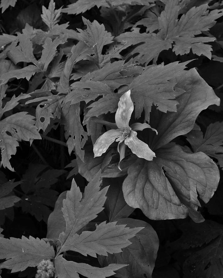 Trillium in the Forest BW Photograph by Charles Lucas