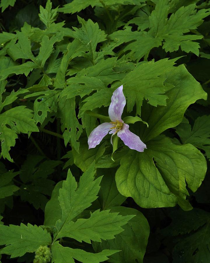 Trillium in the Forest Photograph by Charles Lucas