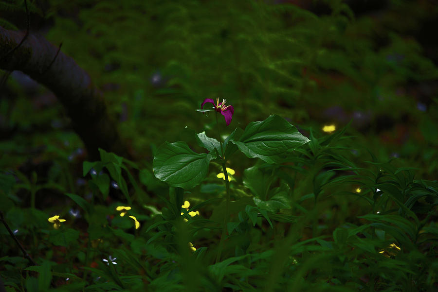 Trillium in the Forest Deep Photograph by Whispering Peaks Photography