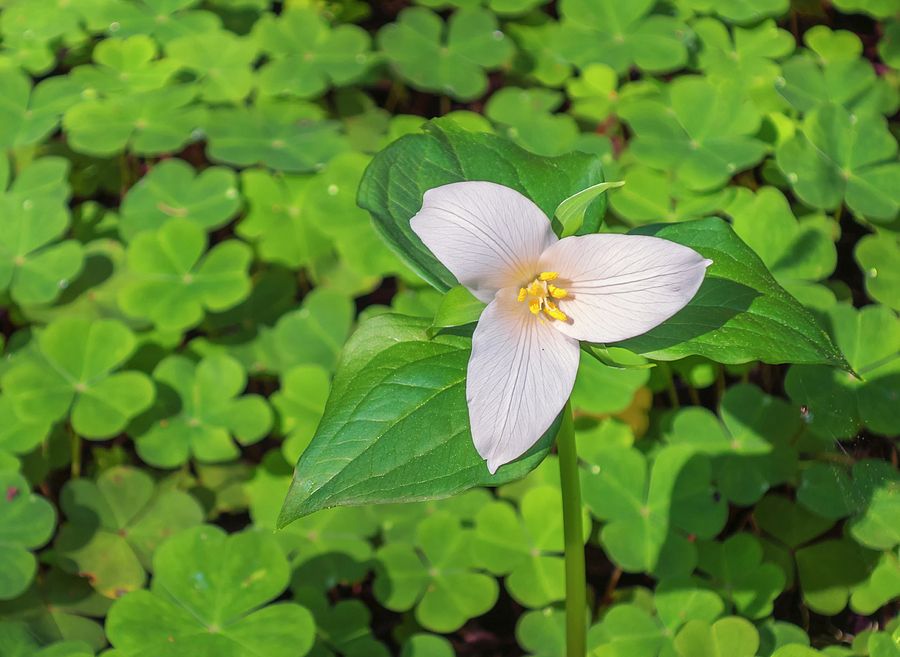 Trillium in the Redwood Sorrel Photograph by Loree Johnson