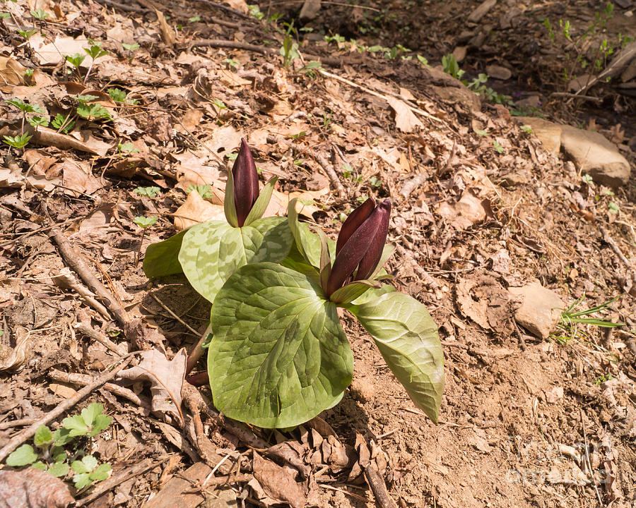 Trillium in the Springtime Forest Photograph by MM Anderson