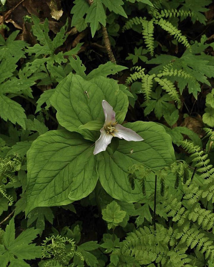 Trillium in the Wilderness  Photograph by Charles Lucas