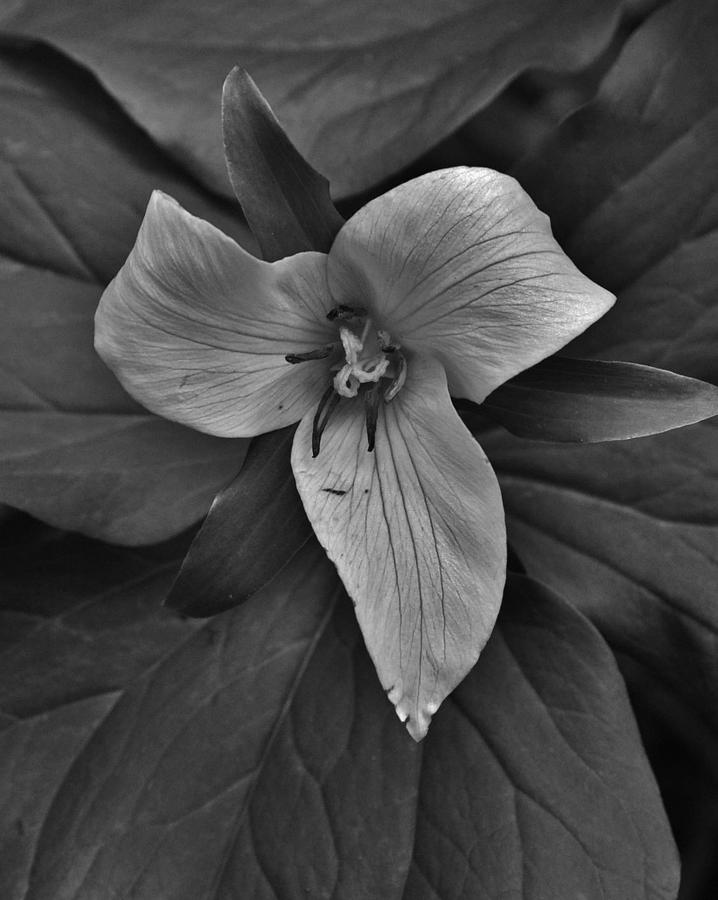 Trillium in White Photograph by Charles Lucas
